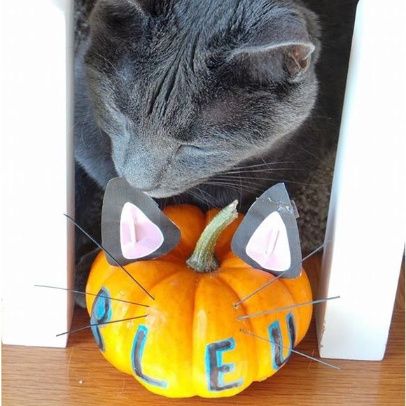 Hello! Meow! 🐾 - Picture 14 of 14